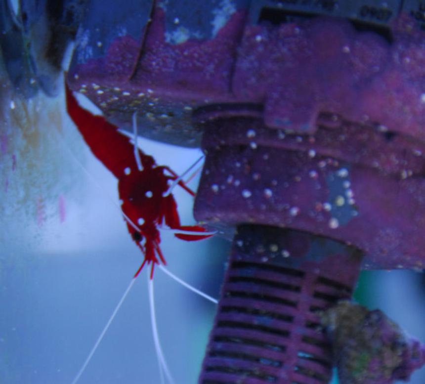 Rated #42: Corals Inverts - Lysmata Debelius - Blood Red Fire Shrimp Stocking In 20 Gallons Tank - Fire shrimp, hiding from the clown fish.