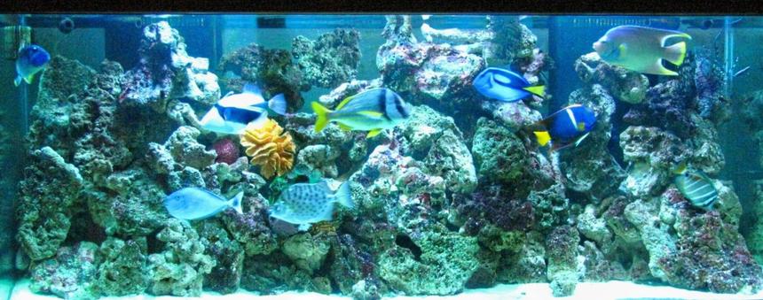 Rated #24: Saltwater Fish - Paracanthurus Hepatus - Blue Tang Stocking In 220 Gallons Tank - FISH LOVING LIFE