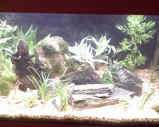 45 gallons planted tank (mostly live plants and fish) - Dwarf chichlid tank