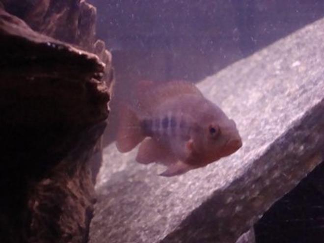 freshwater fish - amphilophus citrinellus - midas cichlid stocking in 55 gallons tank - 3 inch Midas Cichlid, only a few months old