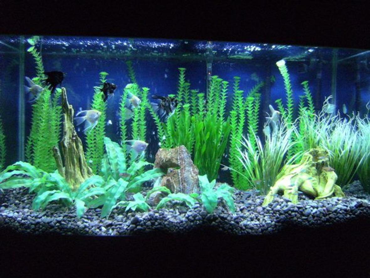 90 gallons freshwater fish tank (mostly fish and non-living decorations) - New picture soon to come