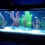 55 gallons freshwater fish tank (mostly fish and non-living decorations) - re-did my tank