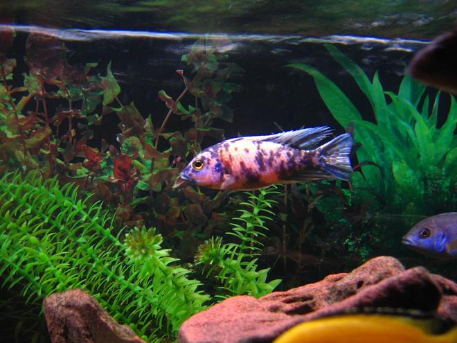 freshwater fish - aulonocara nyassae var. - peacock cichlid, orange blossom stocking in 75 gallons tank - My Marble Peacock with my Acei sneaking into the shot.