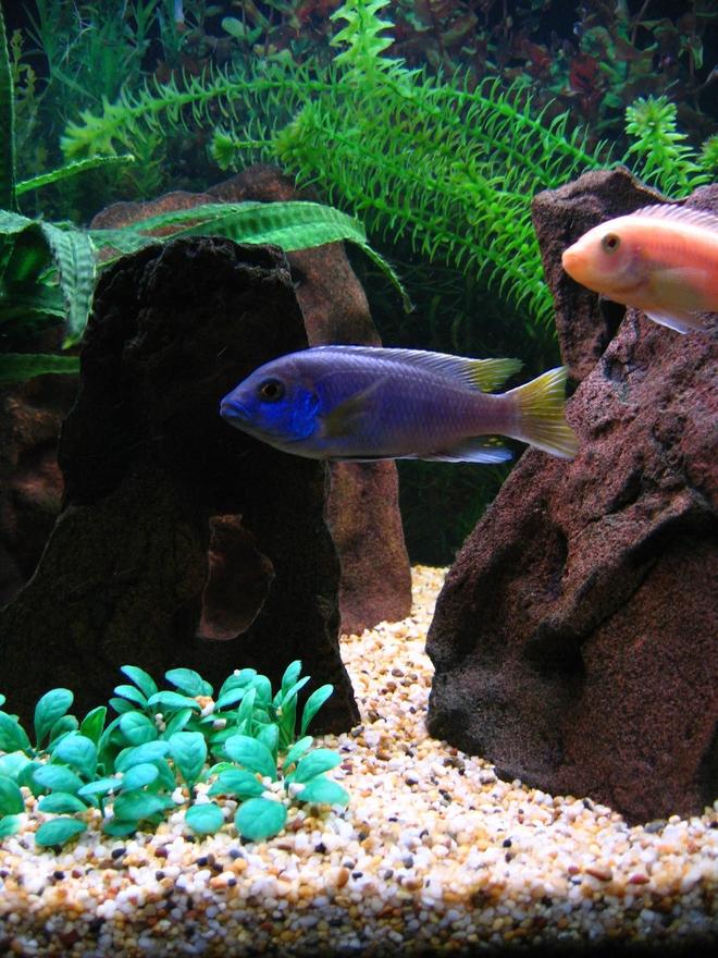 freshwater fish - pseudotropheus acei - acei cichlid stocking in 75 gallons tank - Acei with Red Zebra in the background.