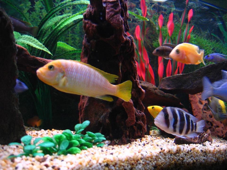 freshwater fish - maylandia hajomaylandi - hajomaylandi stocking in 75 gallons tank - (Left to right) Electric Blue, Leleupi, Hajomaylandi, Frontosa, Electric Yellow, Stuartgranti, Dragonblood Peacock, Venustus, Electric Blue.