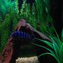 freshwater fish - pseudotropheus demasoni - demasoni cichlid stocking in 75 gallons tank - Demasoni, my little terror with Eureka Red Peacock.