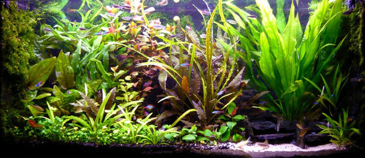 53 gallons planted tank (mostly live plants and fish) - My 200 l aquarium