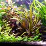 53 gallons planted tank (mostly live plants and fish) - My 200 l aquarium