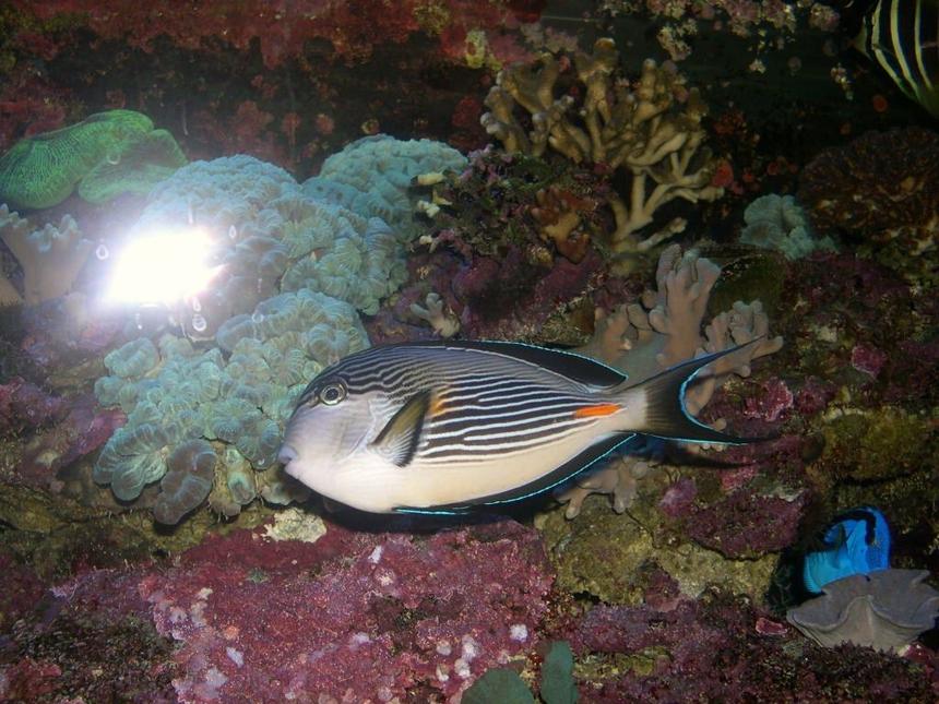 Rated #9: Saltwater Fish - Acanthurus Sohal - Sohal Tang Stocking In 120 Gallons Tank - Acanthurus sohal 
7 yo
