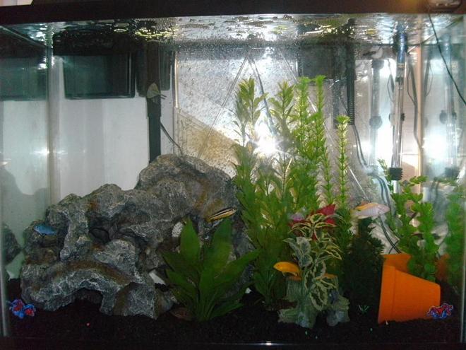 40 gallons freshwater fish tank (mostly fish and non-living decorations) - 40 gallon(tall)