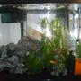 40 gallons freshwater fish tank (mostly fish and non-living decorations) - 40 gallon(tall)