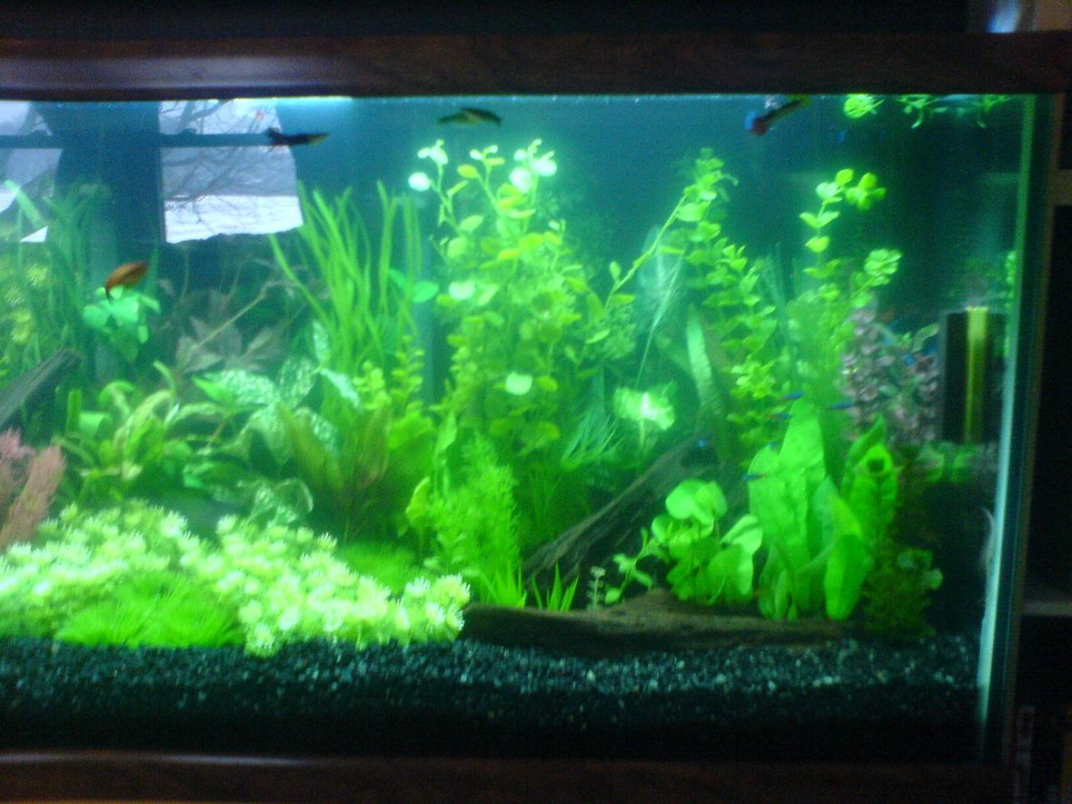 fish tank picture - Right