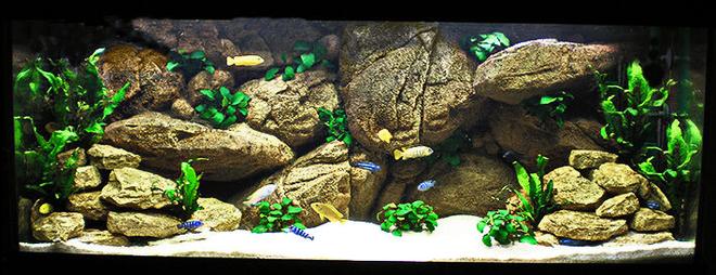 63 gallons freshwater fish tank (mostly fish and non-living decorations) - My Mbuna Tank