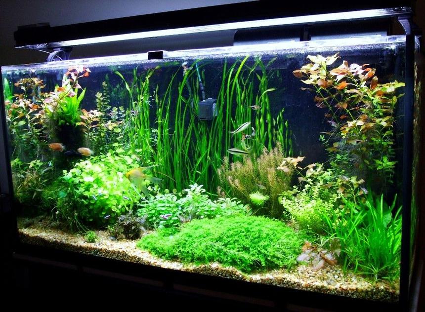 Rated #8: 77 Gallons Planted Tank - 77 gallon Amazon Tank