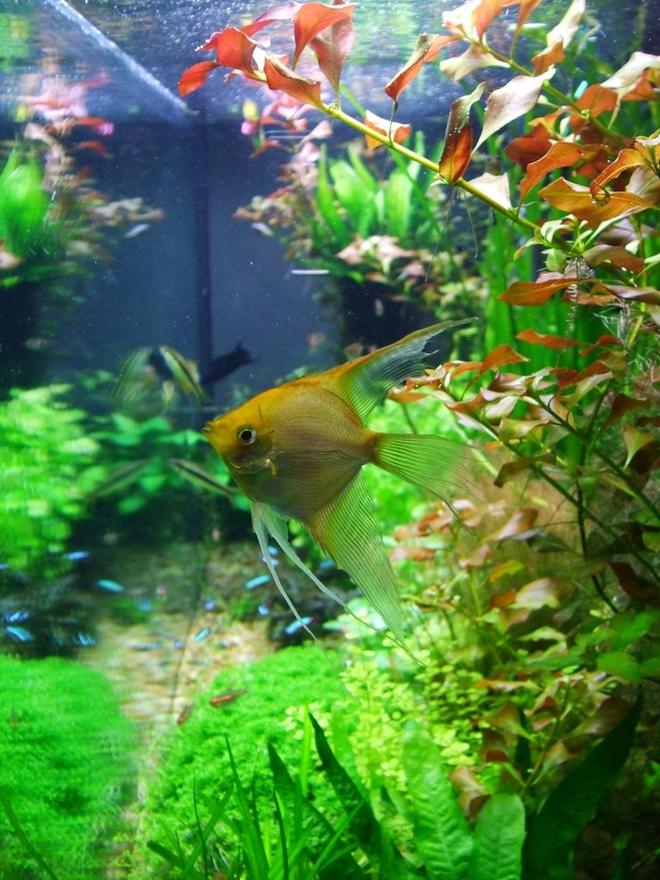 freshwater fish - pterophyllum sp. - gold veil angel stocking in 77 gallons tank - image 3