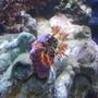 corals inverts - pseudocolochirus axilogus - sea apple, australian stocking in 144 gallons tank - Cucumber