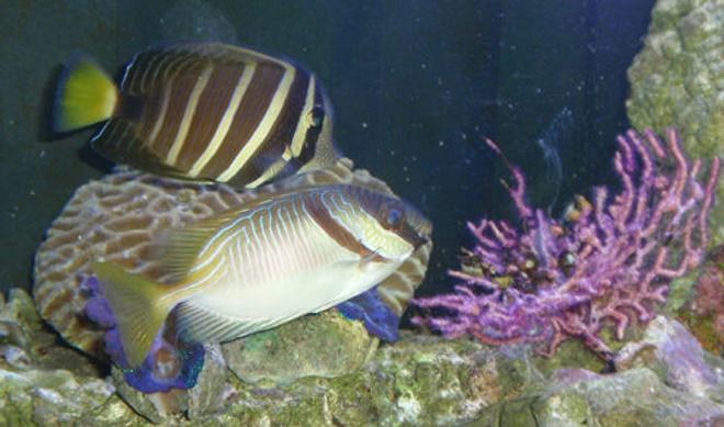 saltwater fish - siganus virgatus - two barred rabbitfish stocking in 144 gallons tank - Scribbled Rabbitfish, Sailfin Tang, and Purple Seafan