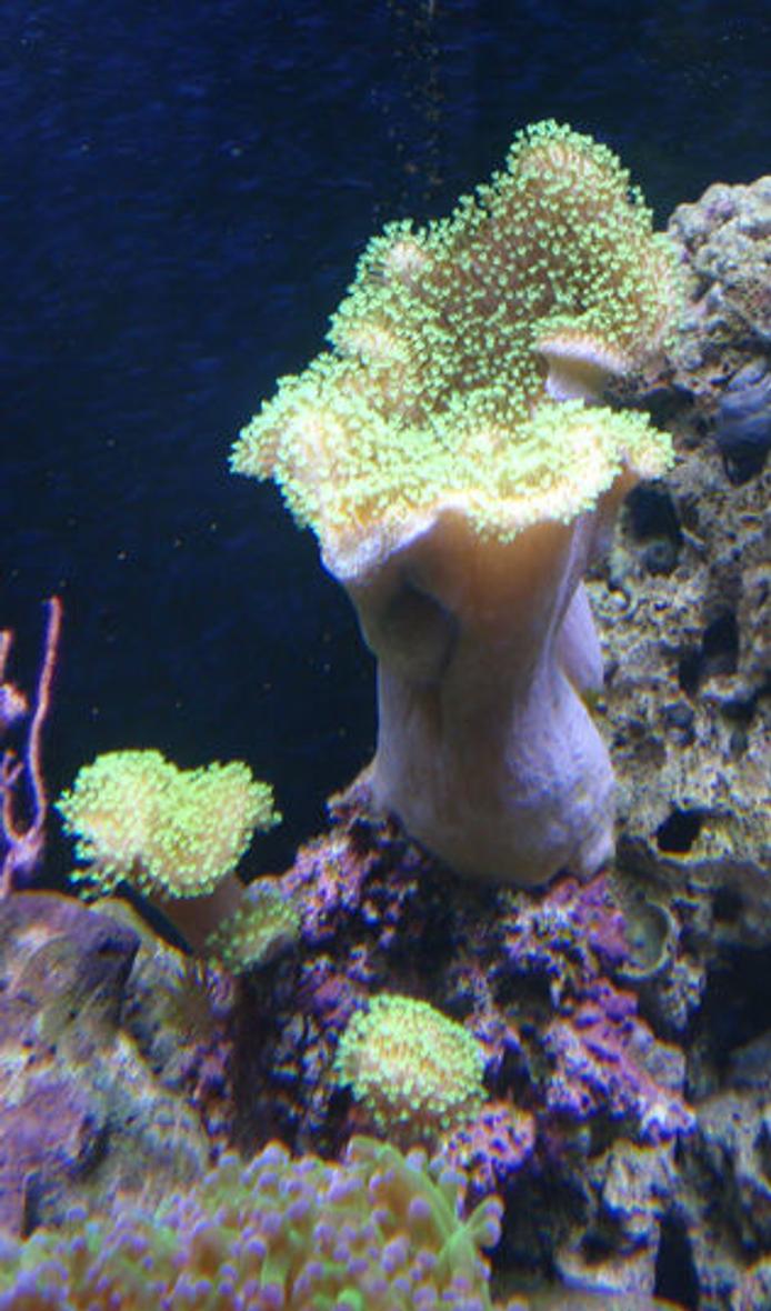 corals inverts - sarcophyton sp. - toadstool mushroom leather coral stocking in 144 gallons tank - Green polyp toadstool leather