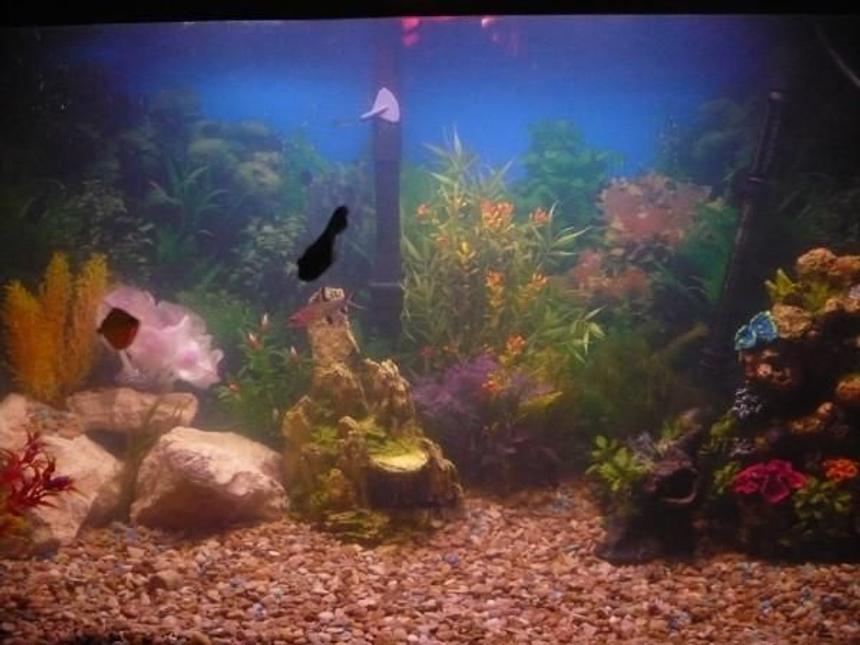 Rated #3396: 50 Gallons Freshwater Fish Tank - Most of my fish are hiding you really have to look