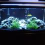 72 gallons freshwater fish tank (mostly fish and non-living decorations) - 72 Gallon African Cichlid Tank.