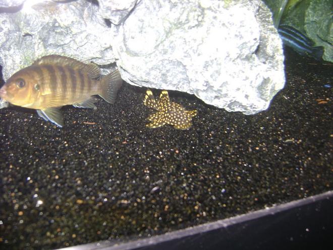 freshwater fish - baryancistrus sp. - gold nugget pleco (l-18) stocking in 72 gallons tank - Gold Nugget Pleco and the male Kenyi.