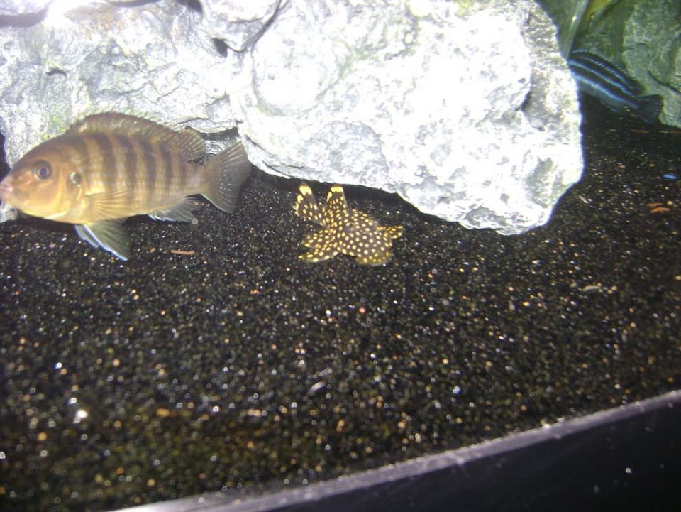 freshwater fish - baryancistrus sp. - gold nugget pleco (l-18) stocking in 72 gallons tank - Gold Nugget Pleco and the male Kenyi.