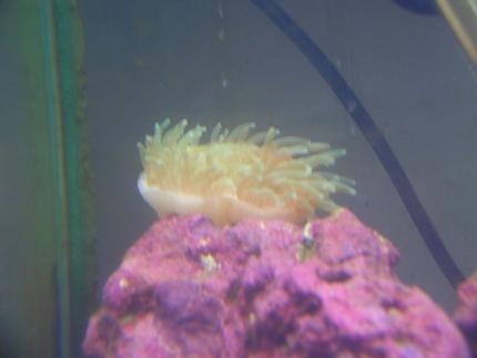 corals inverts - entacmaea quadricolor - bubble tip anemone stocking in 125 gallons tank - My green bubble anemone