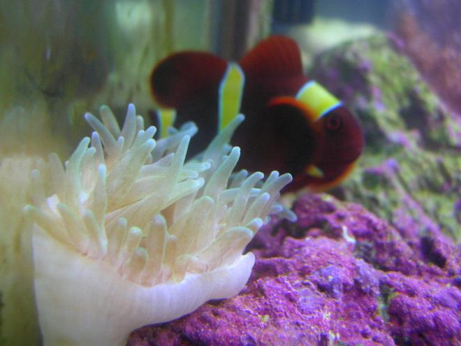 corals inverts - entacmaea quadricolor - bubble tip anemone stocking in 125 gallons tank - green bubble anemone