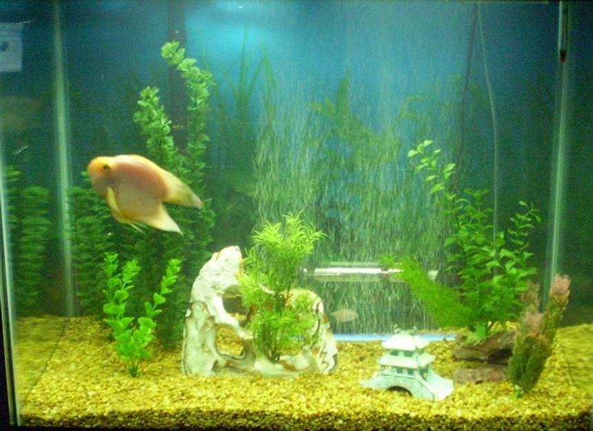 Rated #3340: 56 Gallons Freshwater Fish Tank - Older pic of my tank