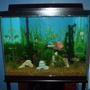 56 gallons freshwater fish tank (mostly fish and non-living decorations) - circa summer