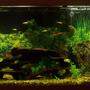 55 gallons freshwater fish tank (mostly fish and non-living decorations) - 55g Community Aquarium