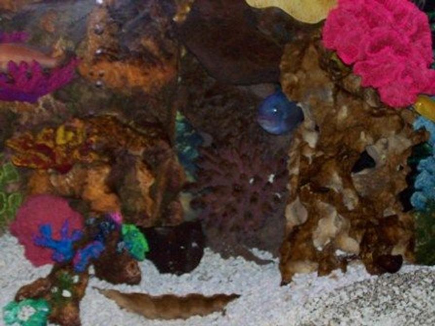 Rated #2369: Freshwater Fish Stocking In 29 Gallons Tank - synthetic coral pieces...getting ready to convert to saltwater tank (90gal) this summer.