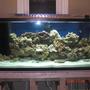 fish tank picture - I have 220 gallon reef tank 310 pounds of live rock