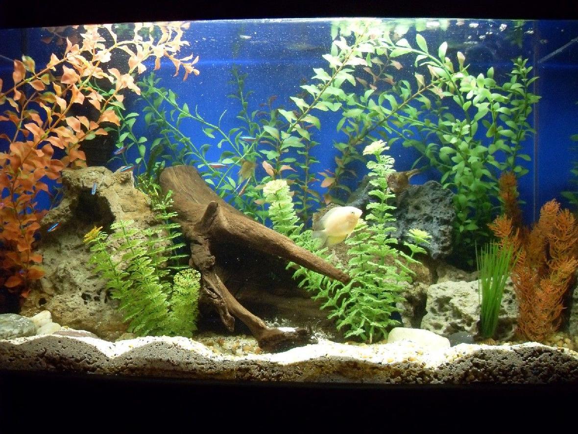 fish tank picture - 30gl freshwater front view