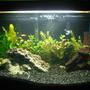29 gallons planted tank (mostly live plants and fish) - 29 Gallon first planted tank.