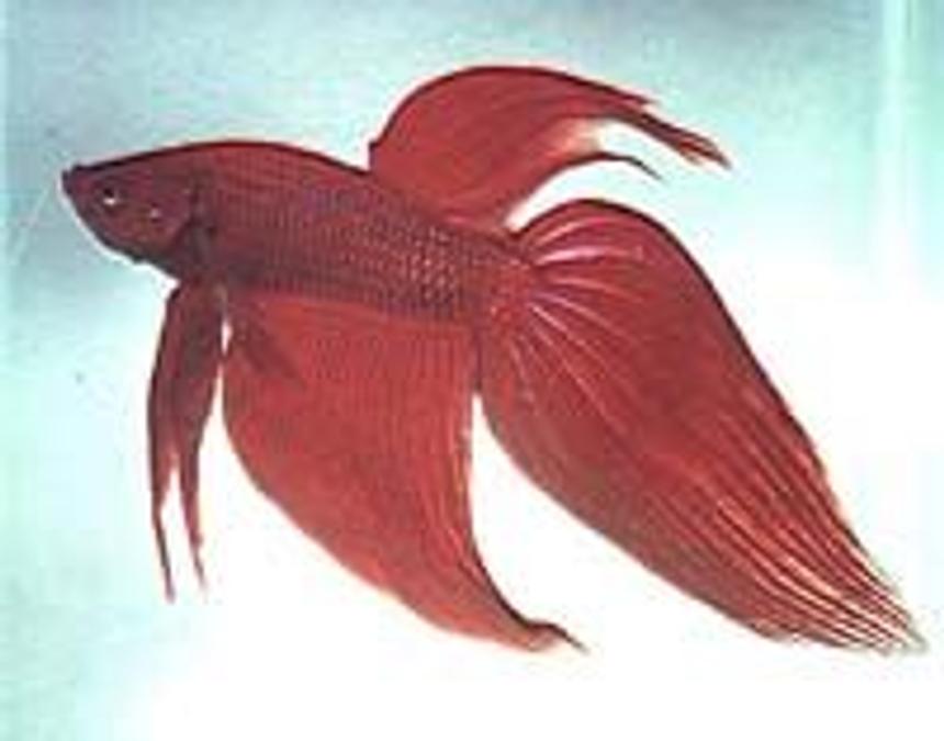 Rated #2019: Freshwater Fish - Betta Splendens - Betta - Male Stocking In 3 Gallons Tank - dfhsd