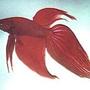freshwater fish - betta splendens - betta - male stocking in 3 gallons tank - dfhsd