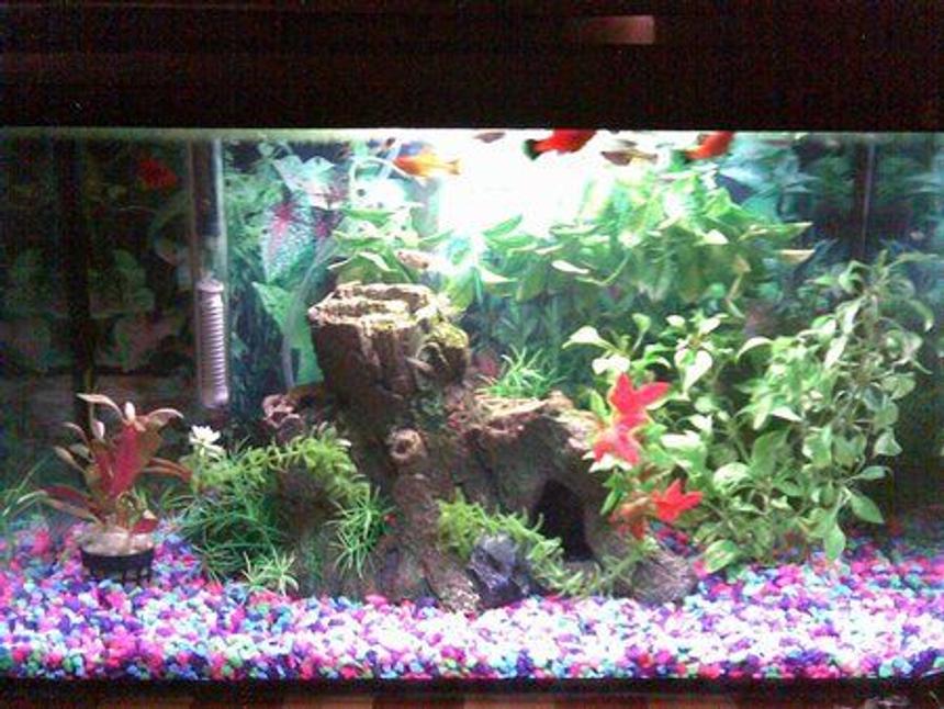Rated #3455: 10 Gallons Freshwater Fish Tank - Tetras & Platys