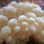 corals inverts - plerogyra sinuosa - bubble coral, green stocking in 10 gallons tank - close up of bubble coral