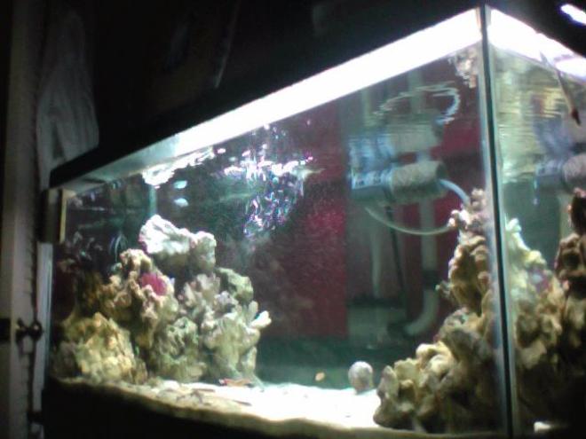 40 gallons reef tank (mostly live coral and fish) - side view of my 40 gallon reef tank