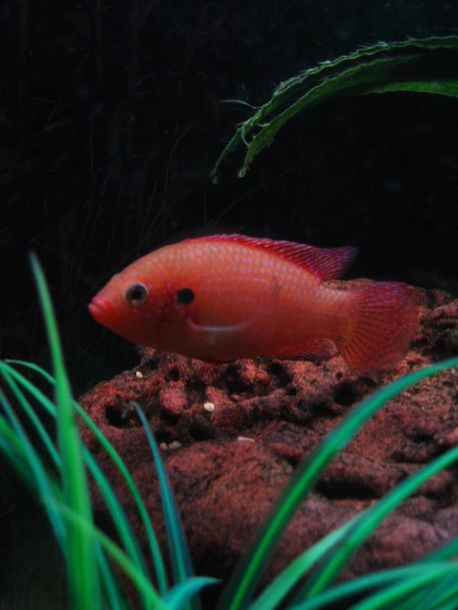freshwater fish - hemichromis bimaculatus - jewel cichlid stocking in 75 gallons tank - Red Forest Jewel.