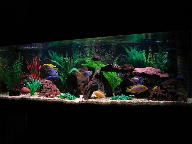 75 gallons freshwater fish tank (mostly fish and non-living decorations) - My 5ft African Cichlid tank.