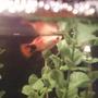 freshwater fish - xiphophorus maculatus - mickey mouse platy stocking in 10 gallons tank - One of my platys