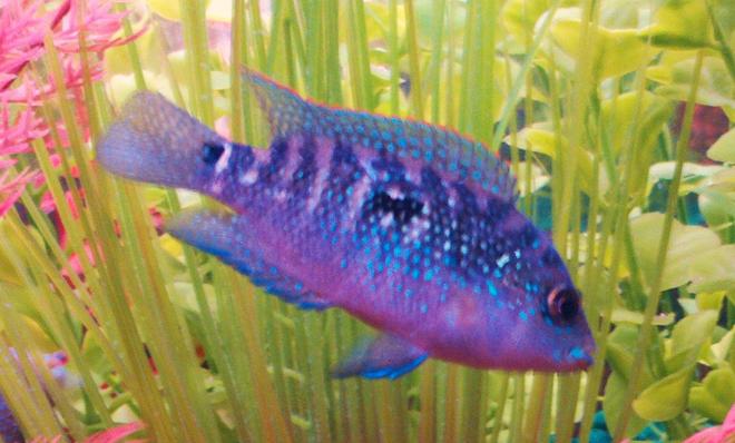 freshwater fish - nandopsis octofasciatum - jack dempsey stocking in 90 gallons tank - Jack Dempsey aka Mayan Jewel  This photo makes Mayan Jewel look more blue than he really is. The light reflection of the camera and aquarium made this juvenile's spackles very reflective and  defined. Unfortunatley he is at the bottom of the tank hierarchy but I predict that someday he will be one of the fishes running the show.