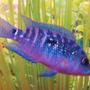 freshwater fish - nandopsis octofasciatum - jack dempsey stocking in 90 gallons tank - Jack Dempsey aka Mayan Jewel This photo makes Mayan Jewel look more blue than he really is. The light reflection of the camera and aquarium made this juvenile's spackles very reflective and defined. Unfortunatley he is at the bottom of the tank hierarchy but I predict that someday he will be one of the fishes running the show.