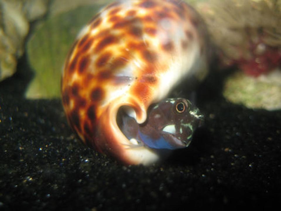saltwater fish - ecsenius bicolor - bicolor blenny stocking in 144 gallons tank - Bi-color blenny in cowrie shell
