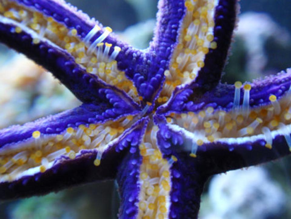 corals inverts - linckia teres - linckia sea star, purple stocking in 144 gallons tank - Purple linkia star