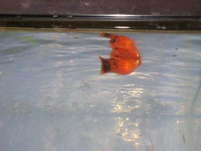 freshwater fish - xiphophorus maculatus - red wag platy stocking in 10 gallons tank - My Orange Platy!