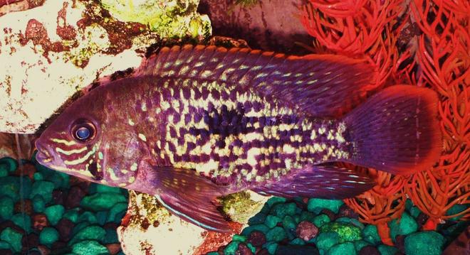 freshwater fish - aequidens rivulatus - green terror stocking in 90 gallons tank - Green Terror aka Yellow Fin  When I first got this fish it appeared to have gotten into some scuffles at the pet store because part of its tail fin was chewed off and had scales missing. I nursed him back to good health and vigor and has recovered as you can see. He now does a little bullying to some of his other tank mates.