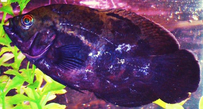 freshwater fish - astronotus ocellatus - tiger oscar stocking in 90 gallons tank - Tiger Oscar aka Soul Sister Big Tiger This fish is second in the tank hierarchy and has the battle scars to prove it. She is also the leader among my 3 oscars. She leads the other oscars in unique swimming rituals. By swimming in unison up and then float down the tank. Has her own personality.